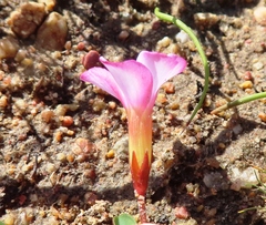 Oxalis minuta
