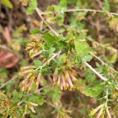 Brickellia californica