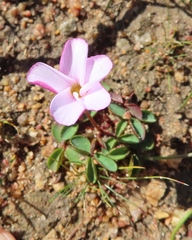 Oxalis minuta