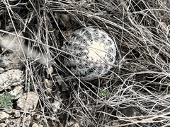 Echinocereus reichenbachii caespitosus