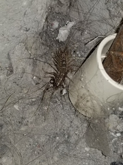 Scutigera coleoptrata