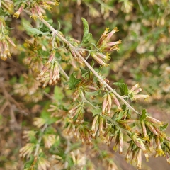 Brickellia californica