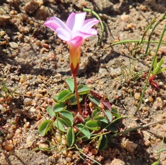 Oxalis minuta