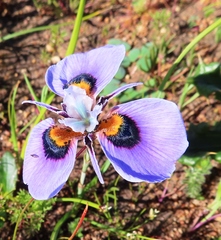 Moraea villosa