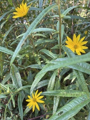 Helianthus angustifolius