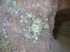 Psilolechia