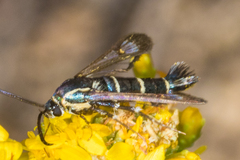 Carmenta engelhardti