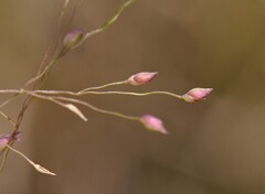 Panicum humile