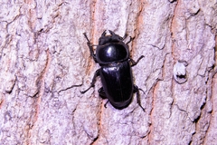 Serrognathus titanus platymelus