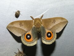 Automeris naranja