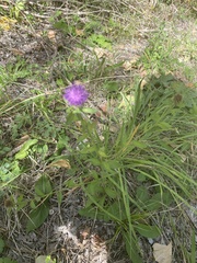 Centaurea
