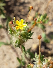 Zaluzianskya divaricata