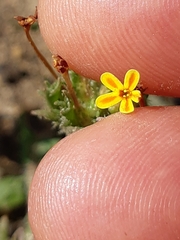 Zaluzianskya divaricata