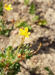 Zaluzianskya divaricata