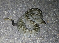 Crotalus ornatus