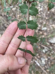 Berberis swaseyi