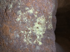 Psilolechia