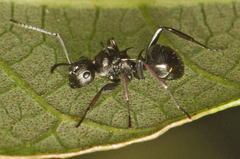 Polyrhachis clio