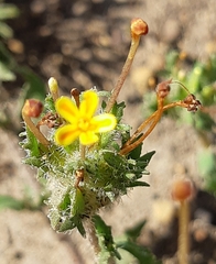 Zaluzianskya divaricata