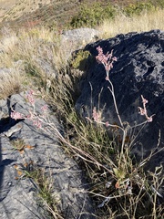 Eriogonum racemosum