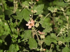 Sphaeralcea bonariensis