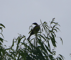 Philemon buceroides yorki