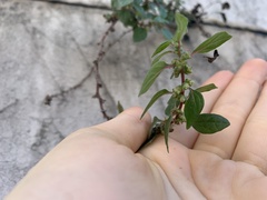 Parietaria judaica