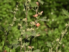 Sphaeralcea bonariensis