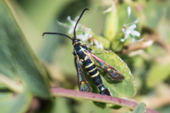 Carmenta engelhardti
