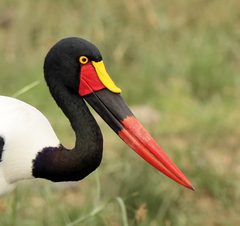 Ephippiorhynchus senegalensis