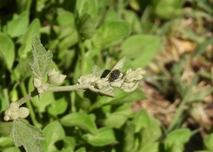 Astylus quadrilineatus