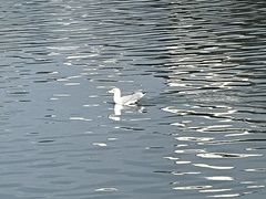 Larus michahellis