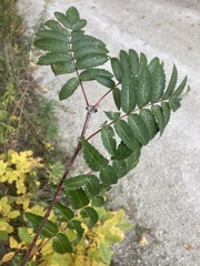 Sorbus decora
