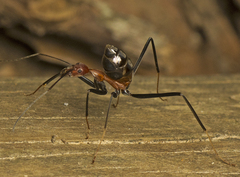 Leptomyrmex rufithorax