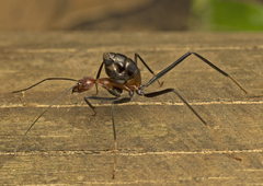 Leptomyrmex rufithorax