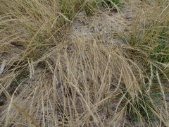 Festuca myuros