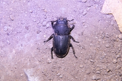 Serrognathus titanus platymelus