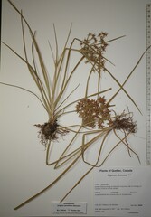 Cyperus dentatus