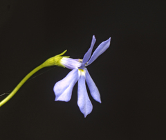 Lobelia quadrangularis