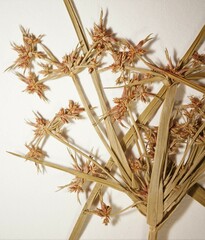 Cyperus dentatus