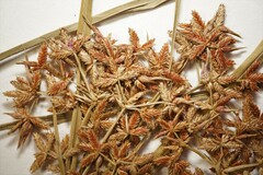 Cyperus dentatus
