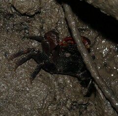 Decapoda