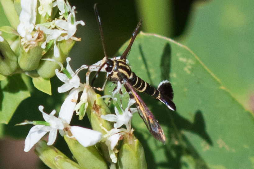 Arizona Clearwing Moth
