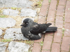 Corvus monedula