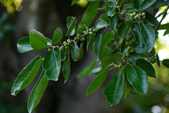 Ficus stuhlmannii image