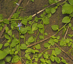 Lobelia quadrangularis