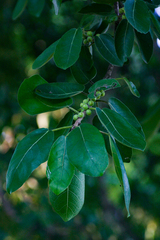 Ficus stuhlmannii image