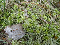 Sphagnum