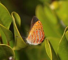 Hypochrysops apelles