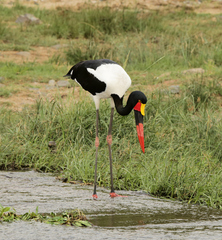 Ephippiorhynchus senegalensis